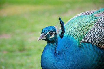 pavo real con plumas y cola grande de colores en la naturaleza