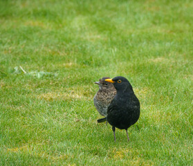 members young and old from a blackbird family (turdus merula) taking food in the garden 