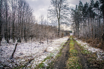 śnieg wiosną w lesie