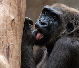 Gorilla monkey sits on a tree and licks his fingers in his natural environment while looking into the camera