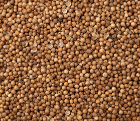 Top view, closeup of coriander seeds. Food backdrop