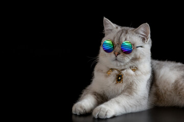 Gray cat wears sunglasses and gold chain lies on black background