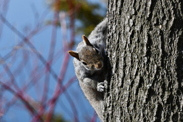 Eastern Gray Squirrel peeking around a tree