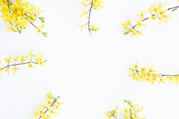 Floral composition. Pattern made of yellow forsythia flowers on a white background. Concept of spring, easter, summer. Flat lay, top view, copy space