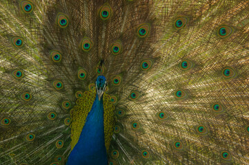 Obraz premium a peacock with its tail feathers open