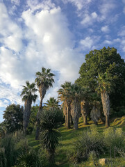 Fototapeta na wymiar palm trees 