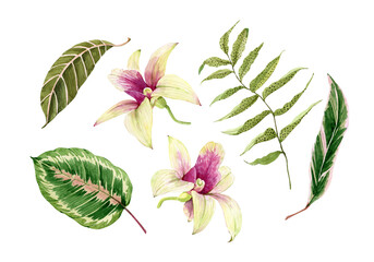 watercolor set with tropical green leaves and orchid flowers, illustration hand painted on white background