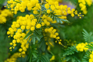 Mimosa tree with bunches of fluffy tender flowers of it. Background of yellow mimosa tree. Concept of holidays and mimosa flower decoration
