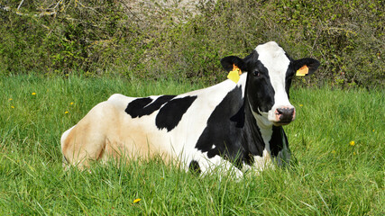 A young dairy cow or heifer lying in a field. It is a Holstein Friesian breed cow used for the dairy industry.