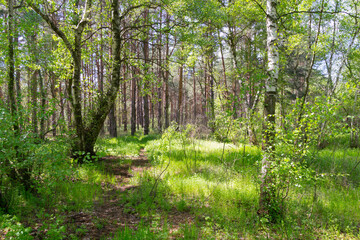 Fototapeta premium forest in spring