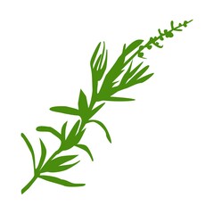 Fresh green tarragon branch isolated on white background.  Vector flat botanical illustration. Culinary herbs and spices. Design for menu, card, print