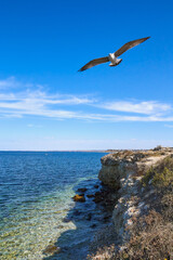 seagull flying over the sea