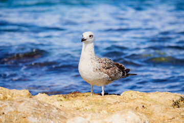 Obraz premium seagull on the rocks
