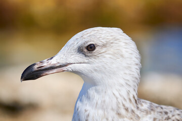portrait of a seagull