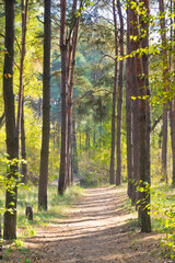Obraz premium footpath in the forest