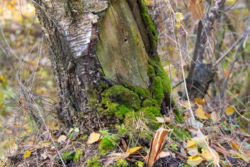 moss on the stump