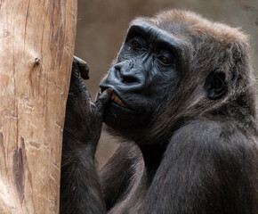 Naklejka premium Gorilla monkey sits on a tree and licks his fingers in his natural environment while looking into the camera