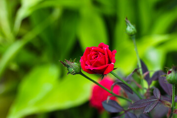 Red Rose leaves with raindrops on background rose leaves. Roses flowers growing outdoors. Copy space.