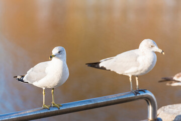 Two Ring-billed Gulls on a Railing
