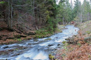 river in the forest