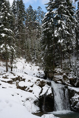 Waterfall on a mountain river in winter among the coniferous forest. Kamyanka waterfall. Carpathians. Ukraine.