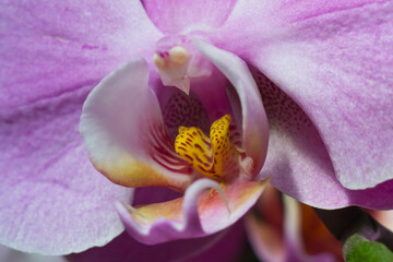 Fototapeta na wymiar close up of pink orchid