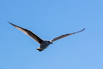 seagull in flight