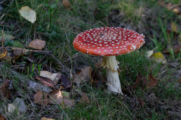 Amanita muscaria, commonly known as the fly agaric or fly amanita