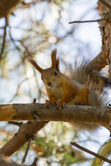 squirrel on a tree