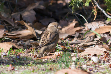 sparrow on the grass