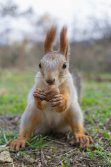 squirrel eating nut