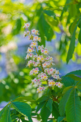 blooming tree