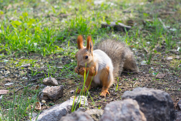squirrel in the park