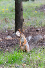 squirrel in the park