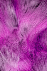 Obraz premium Fashionable luxury fluffy close-up of painted fox fur in warm colors. Bright pink texture of wild animal hair. 