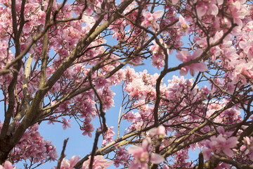 Magnolia tree, bottom view , pink flowers on the brunch. Blooming, flowering tree brunches, , blue sky background. 