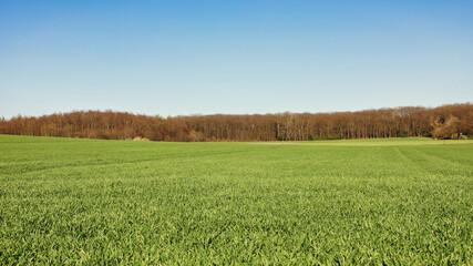 Green spring grass field background