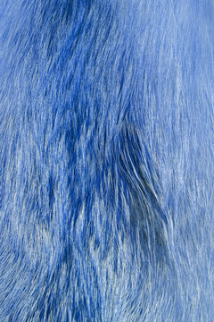 Fashionable luxury  fluffy close-up of painted fox fur in cold colors. Bright blue texture of wild animal hair. 