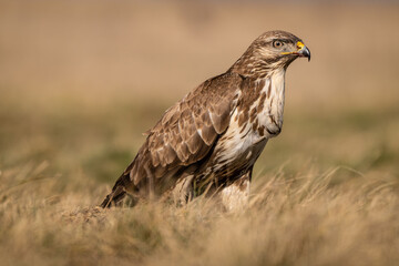common buzzard standing alone