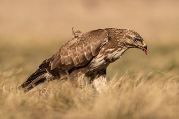 common buzzard standing alone