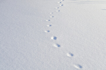 Dog footprints on white snow.