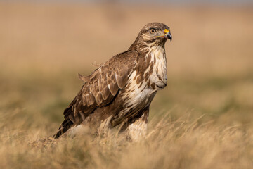 common buzzard standing alone
