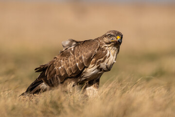 common buzzard standing alone