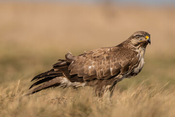 common buzzard standing alone