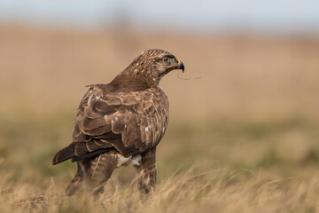 common buzzard standing alone