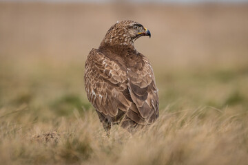 common buzzard standing alone