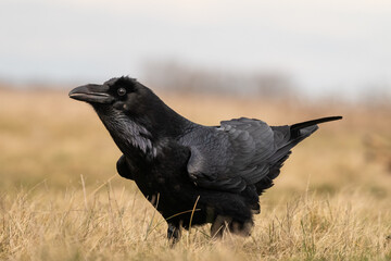 Black raven standing on a meadow