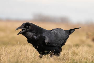 Black raven standing on a meadow