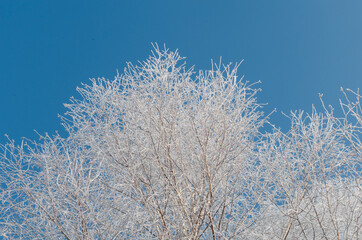 The frost on the trees is white.