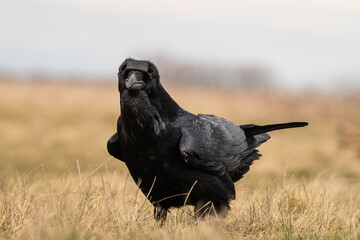 Black raven standing on a meadow